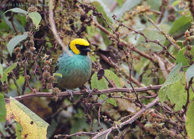 Saffron-crowned Tanager (Tangara xanthocephala) photo image