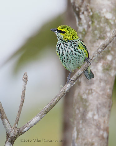 Speckled Tanager (Tangara guttata) photo