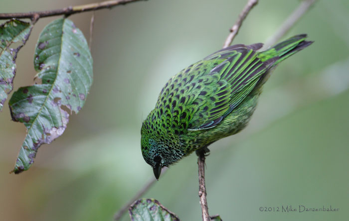 Spotted Tanager (Tangara punctata) photo
