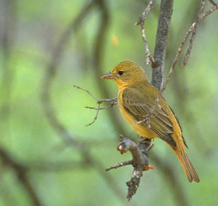 Summer Tanager (Piranga rubra) photo image