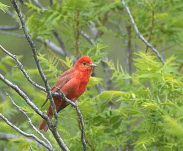 Summer Tanager (Piranga rubra) photo image