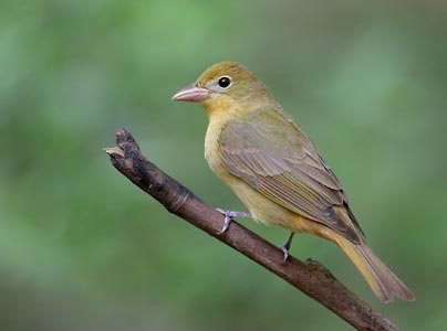 Summer Tanager (Piranga rubra) photo image
