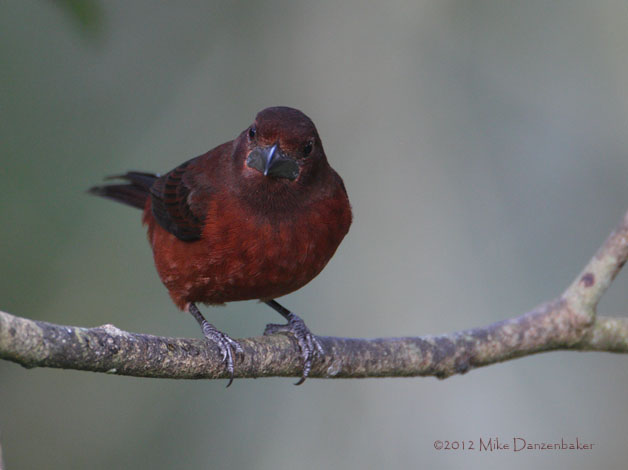 Silver-beaked Tanager (Ramphocelus carbo) photo image