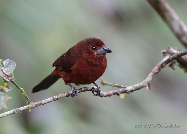 Silver-beaked Tanager (Ramphocelus carbo) photo image