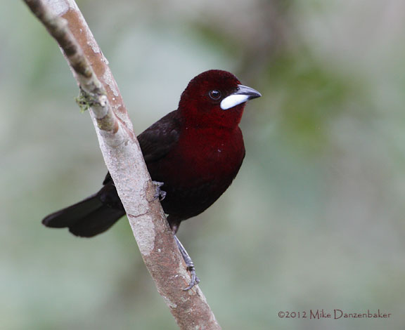Silver-beaked Tanager (Ramphocelus carbo) photo image