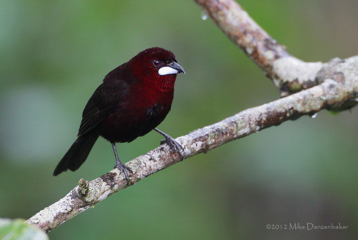 Silver-beaked Tanager (Ramphocelus carbo) photo image