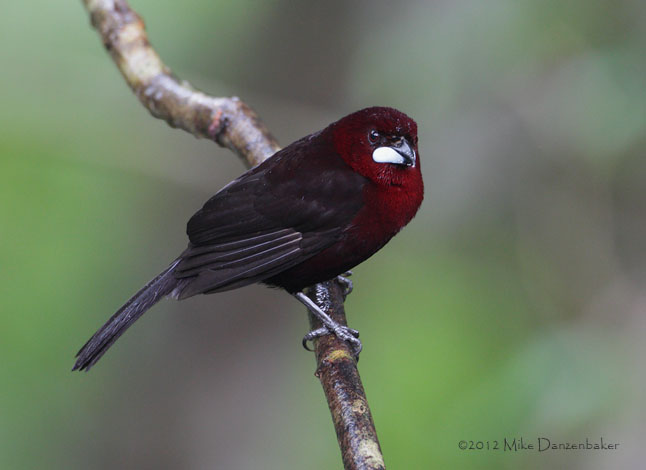 Silver-beaked Tanager (Ramphocelus carbo) photo image