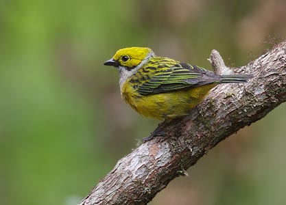 Silver-throated Tanager (Tangara icterocephala) photo image