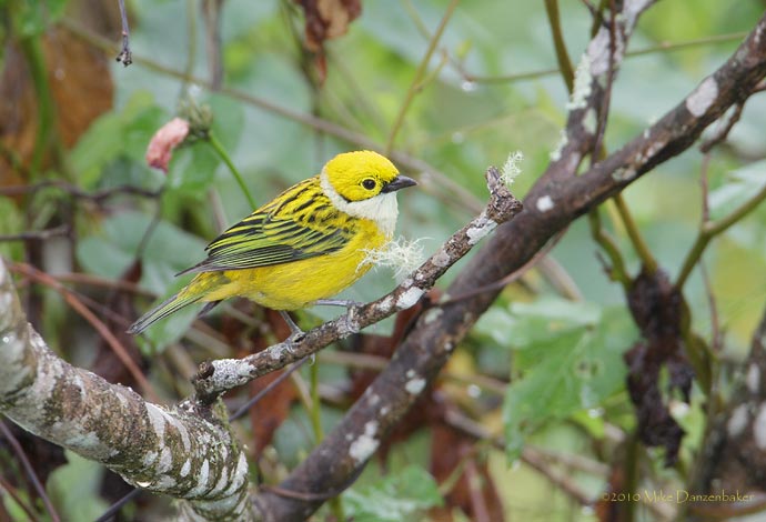Silver-throated Tanager (Tangara icterocephala) photo image