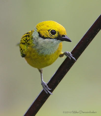 Silver-throated Tanager (Tangara icterocephala) photo image