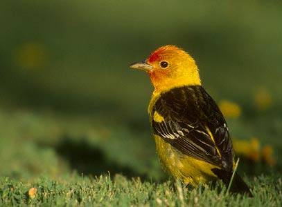 Western Tanager (Piranga ludoviciana) photo image