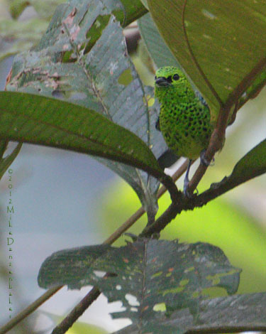 Yellow-bellied Tanager (Tangara xanthogastra) photo image