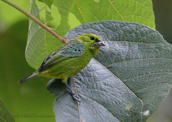Yellow-bellied Tanager (Tangara xanthogastra) photo image