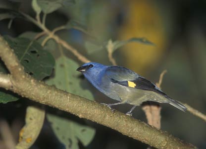 Yellow-winged Tanager (Thraupis abbas) photo image
