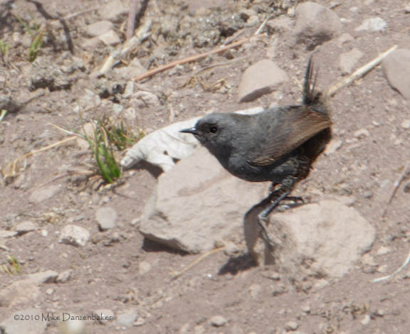 Magellanic Tapaculo (Scytalopus magellanicus) photo image
