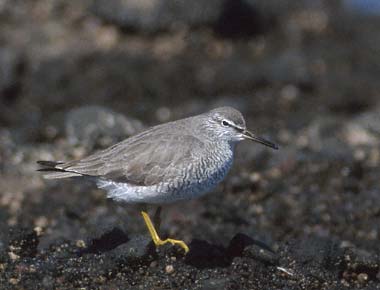 Grey-tailed Tattler (Tringa brevipes) photo image