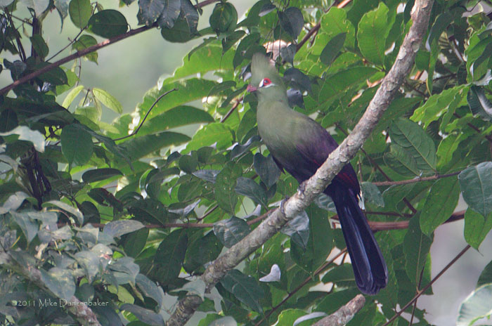 Guinea Turaco (Tauraco persa) photo image