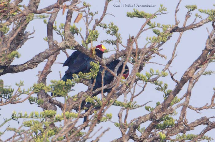 Violet Turaco (Musophaga violacea) photo image