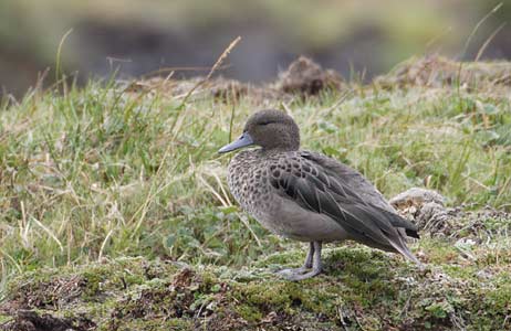 Andean Teal (Anas andium) photo image