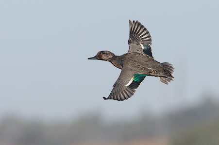 Green-winged Teal (Anas [crecca] carolinensis) photo image