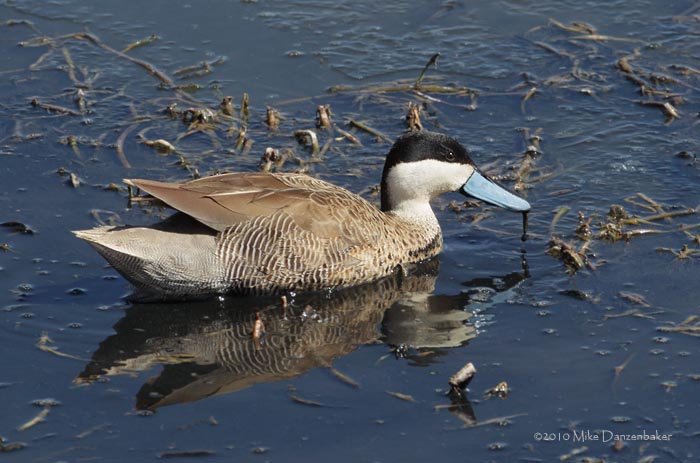 Puna Teal (Anas puna) photo image