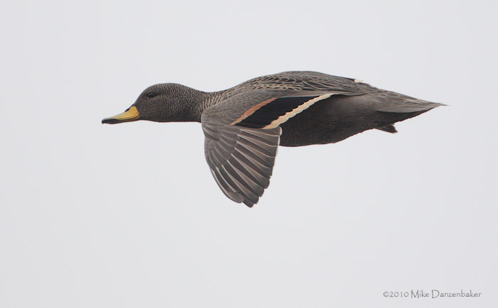 Speckled Teal (Anas flavirostris) photo
