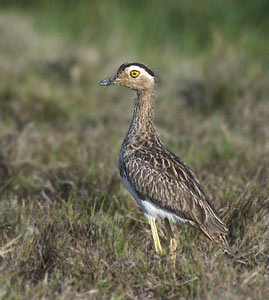 Double-striped Thick-knee (Burhinus bistriatus) photo image