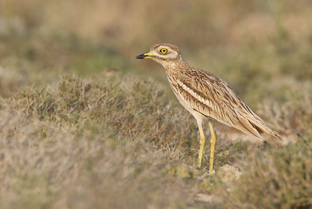 Eurasian Stone-curlew (Burhinus oedicnemus) photo image