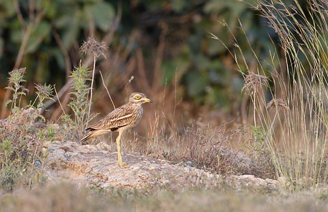 Eurasian Stone-curlew (Burhinus oedicnemus) photo image