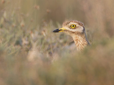 Eurasian Stone-curlew (Burhinus oedicnemus) photo
