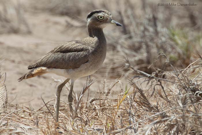 Peruvian Thick-knee (Burhinus superciliaris) photo image
