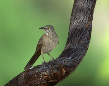 Bendire's Thrasher (Toxostoma bendirei) photo image