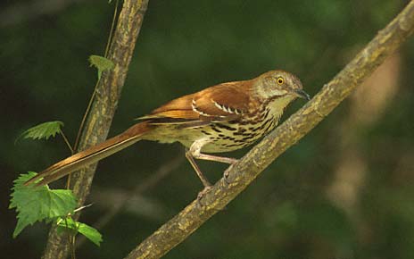 Brown Thrasher (Toxostoma rufum) photo image
