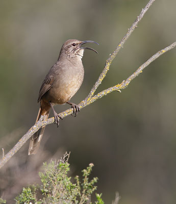California Thrasher (Toxostoma redivivum) photo