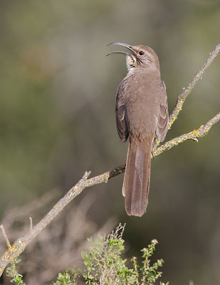 California Thrasher (Toxostoma redivivum) photo