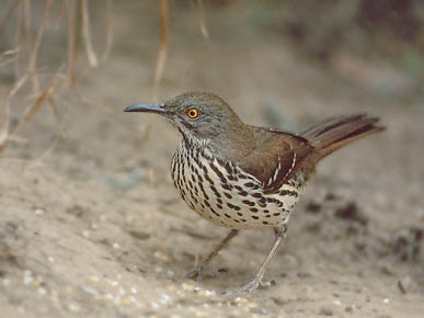 Long-billed Thrasher (Toxostoma longirostre) photo image