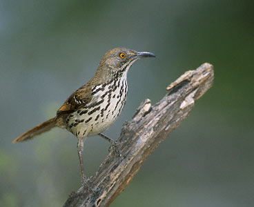 Long-billed Thrasher (Toxostoma longirostre) photo image
