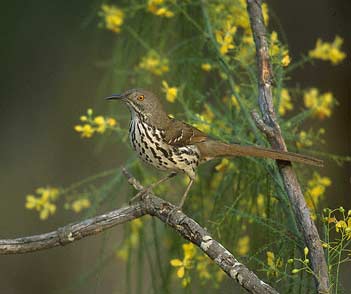 Long-billed Thrasher (Toxostoma longirostre) photo image