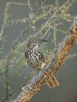 Long-billed Thrasher (Toxostoma longirostre) photo image