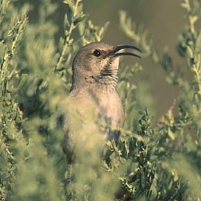 Le Conte's Thrasher (Toxostoma lecontei) photo image