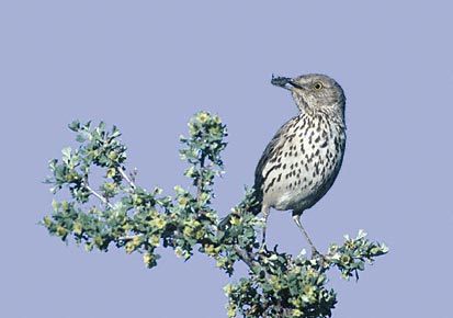 Sage Thrasher (Oreoscoptes montanus) photo image