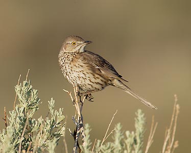 Sage Thrasher (Oreoscoptes montanus) photo image