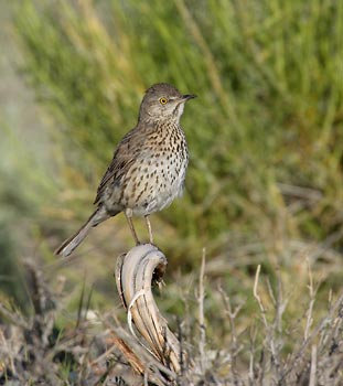 Sage Thrasher (Oreoscoptes montanus) photo image