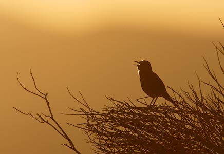 Sage Thrasher (Oreoscoptes montanus) photo image