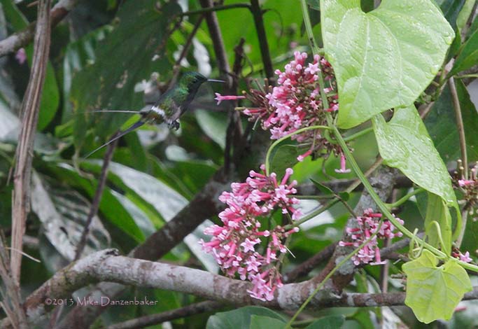 Black-bellied Thorntail (Discosura langsdorffi) photo image