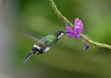 Green Thorntail (Discosura conversii) photo image