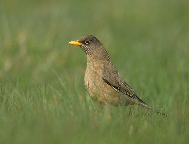 Austral Thrush (Turdus falcklandii) photo image