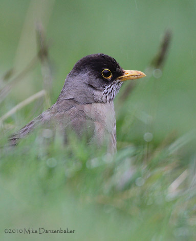 Austral Thrush (Turdus falcklandii) photo image