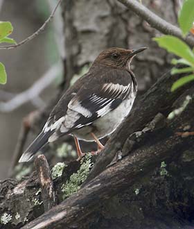 Aztec Thrush (Ridgwayia pinicola) photo image