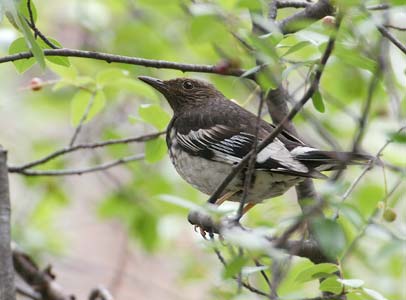 Aztec Thrush (Ridgwayia pinicola) photo image